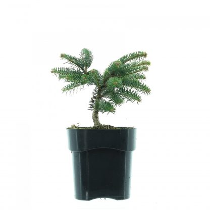 Abies cep. 'Meyer Dwarf'