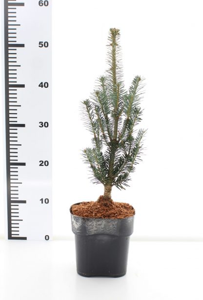 Abies koreana 'Fastigiata' - Afbeelding 2