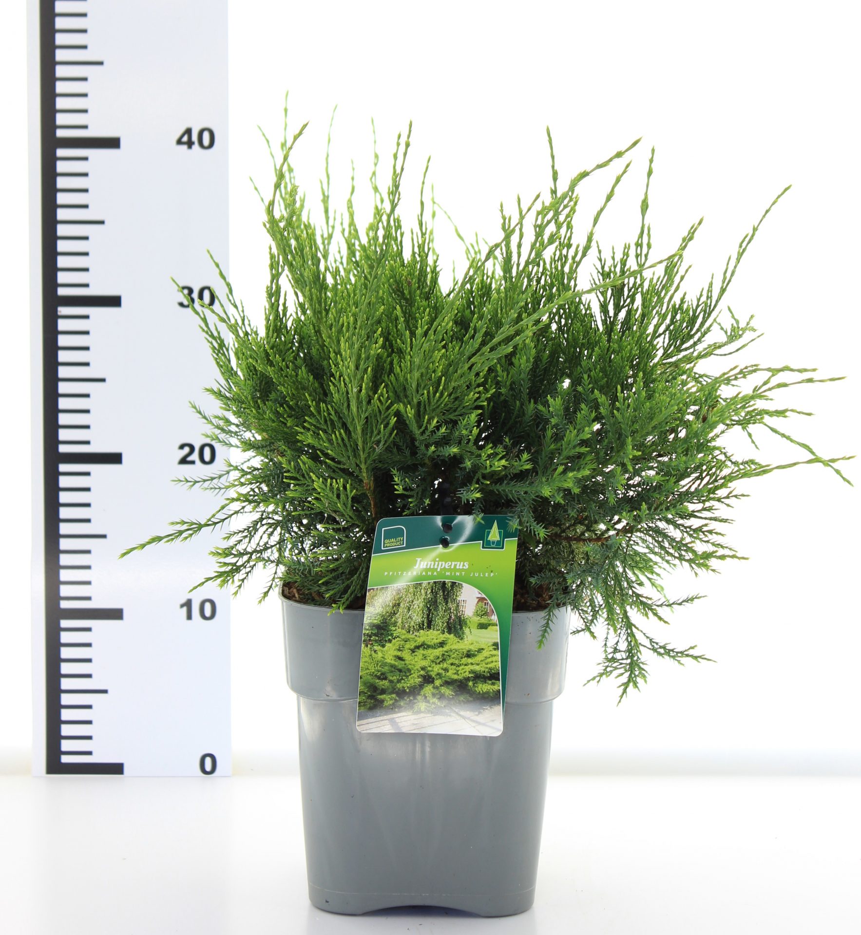 Juniperus pf. 'Mint Julep' - Afbeelding 3