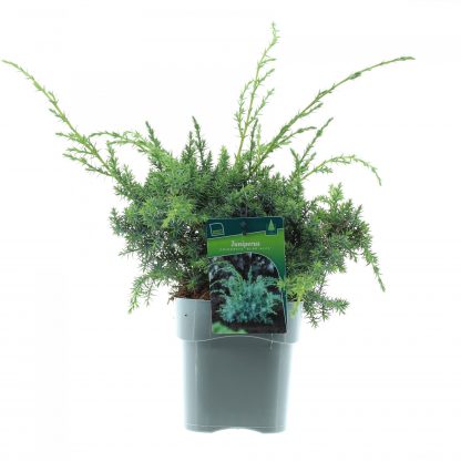 Juniperus chin. 'Blue Alps'