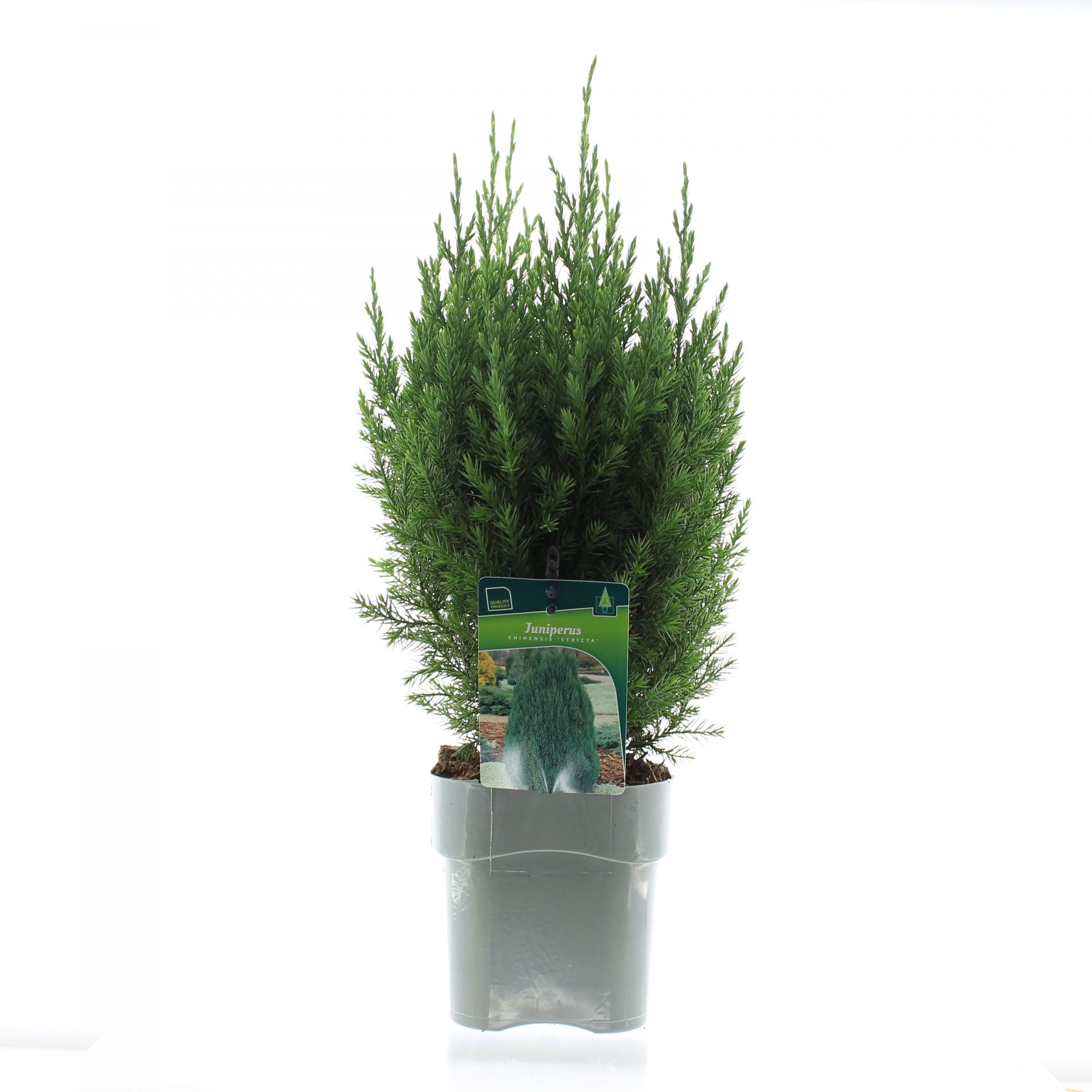 Juniperus chin. 'Stricta'