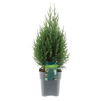 Juniperus-chin.-´Stricta´-C3-met-etiket