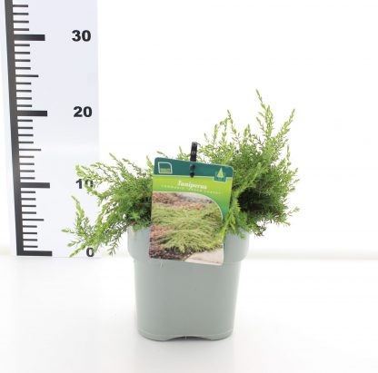 Juniperus com. 'Green Carpet' - Image 4