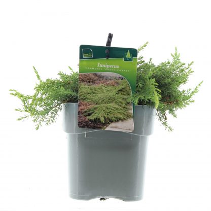 Juniperus com. 'Green Carpet'