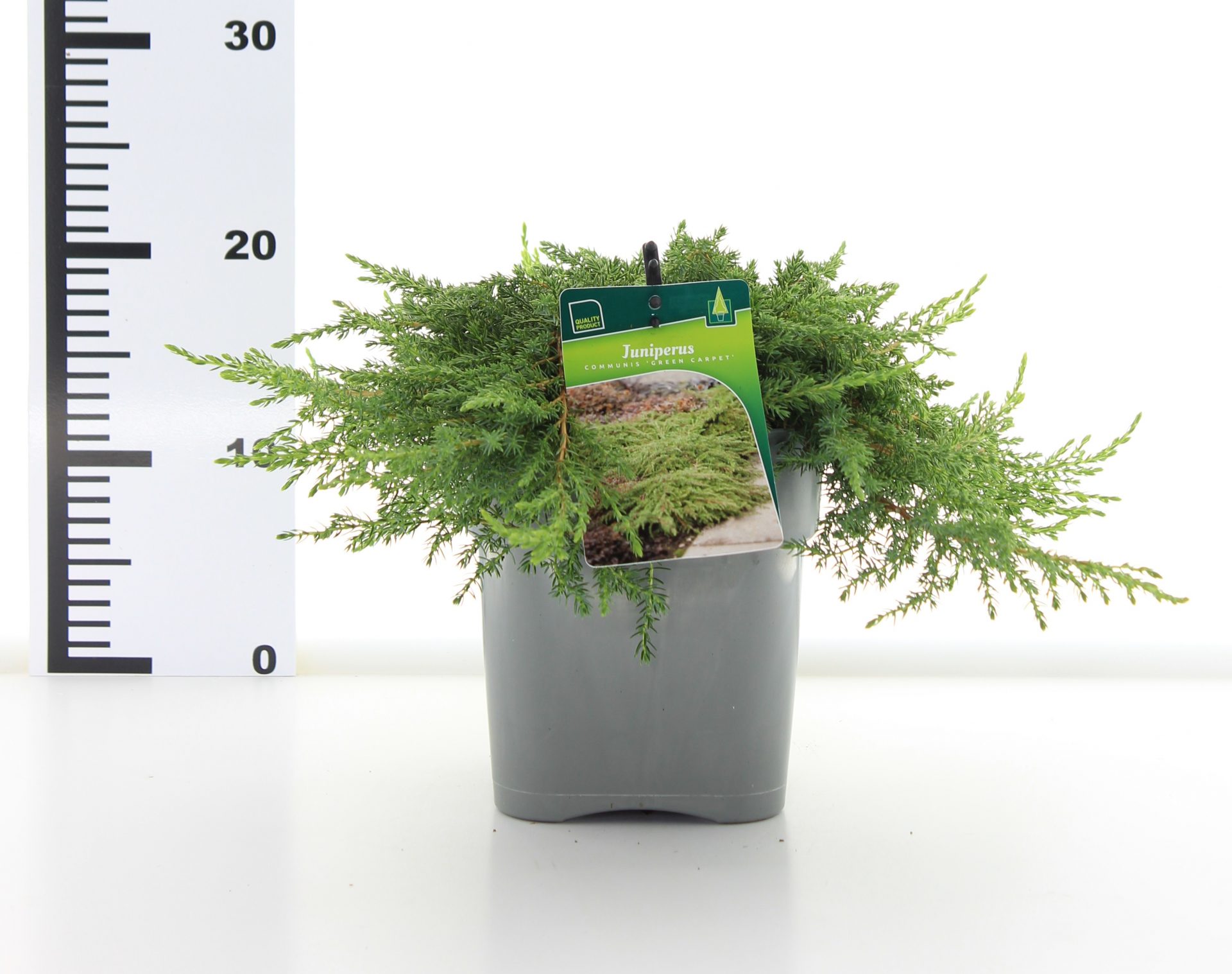 Juniperus com. 'Green Carpet' - Afbeelding 3