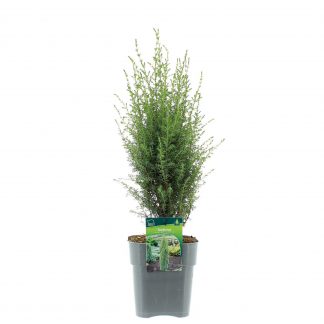 Juniperus-com.-´Arnold´-C3-met-etiket