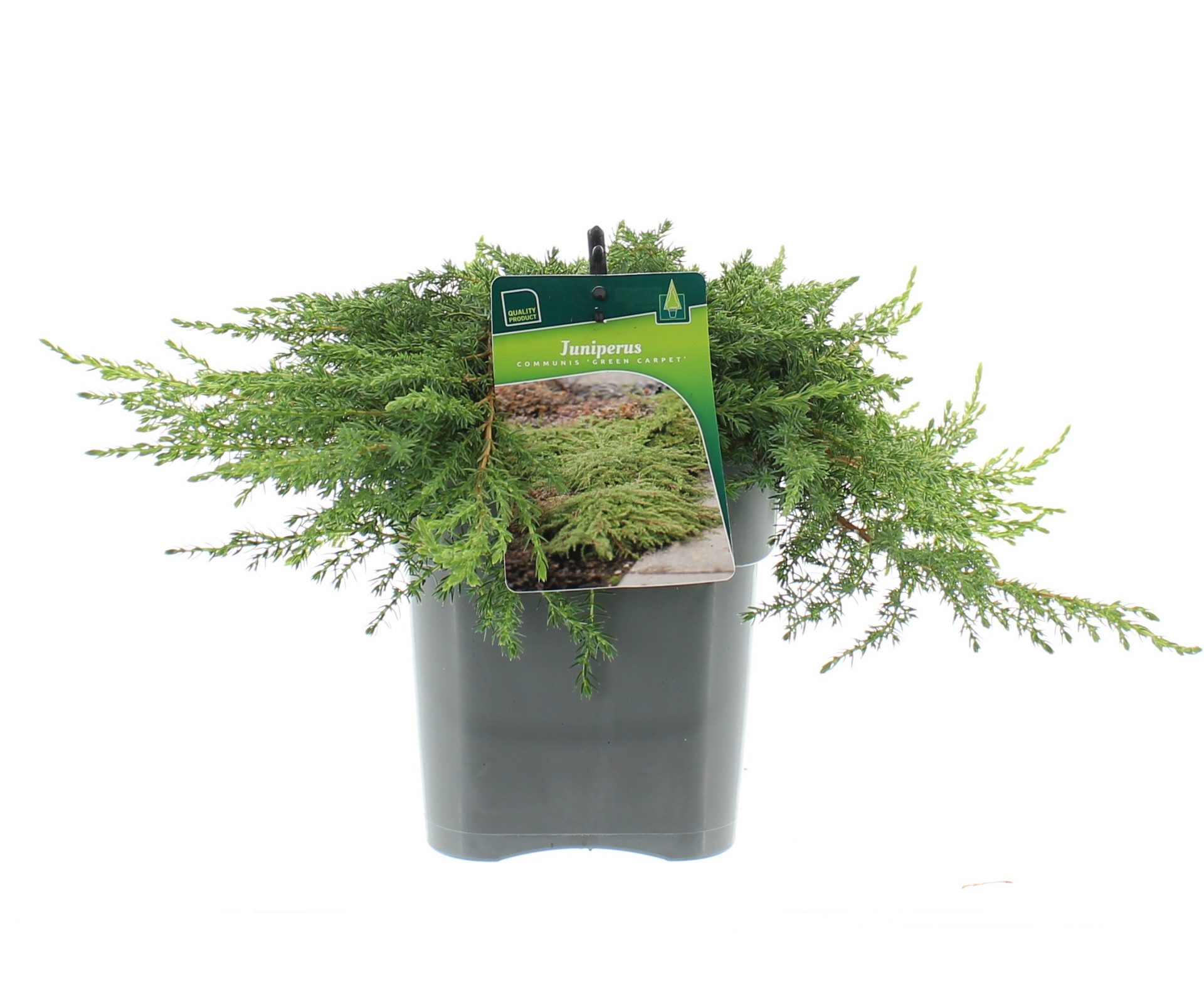 Juniperus com. 'Green Carpet'
