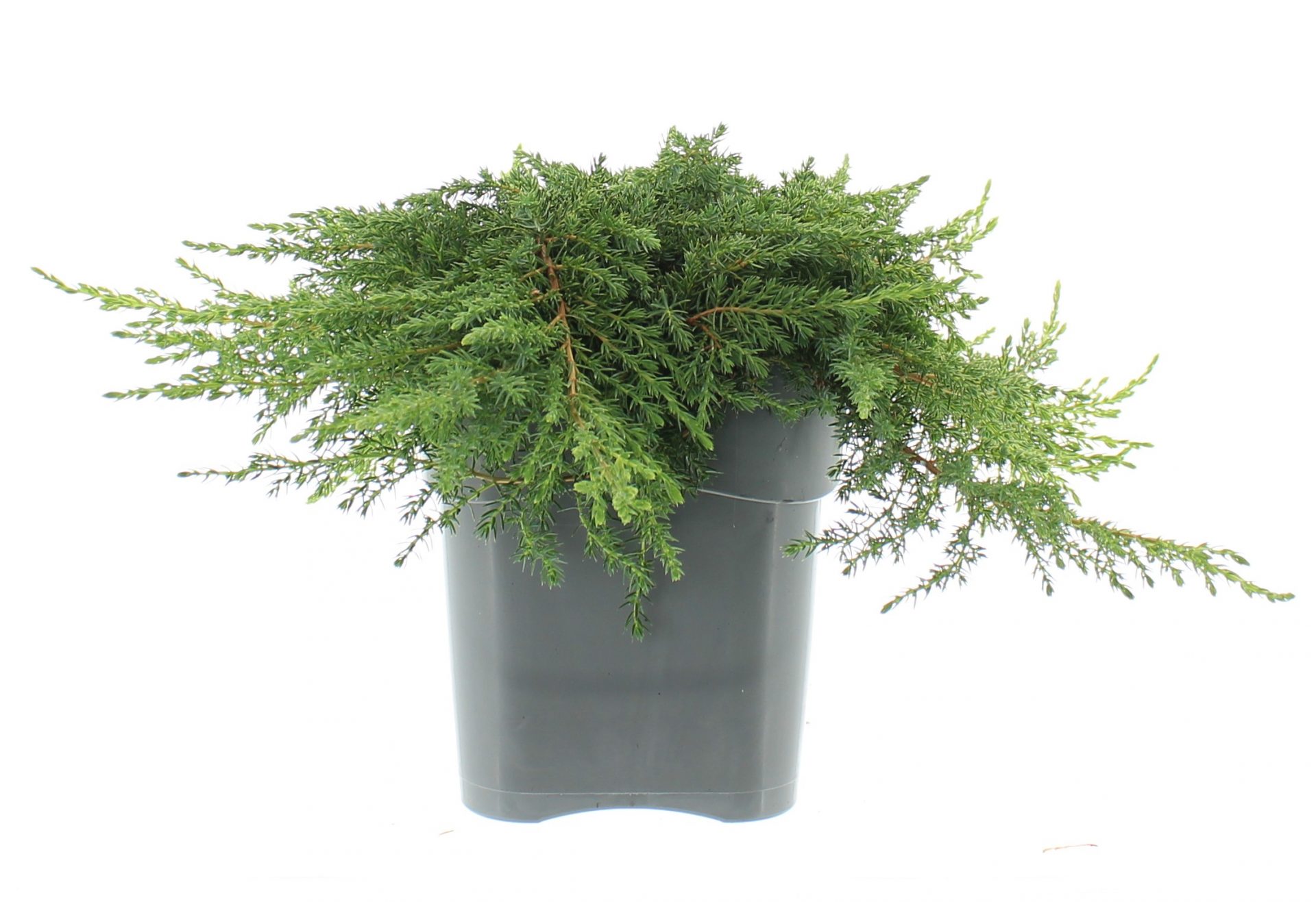 Juniperus com. 'Green Carpet' - Afbeelding 2