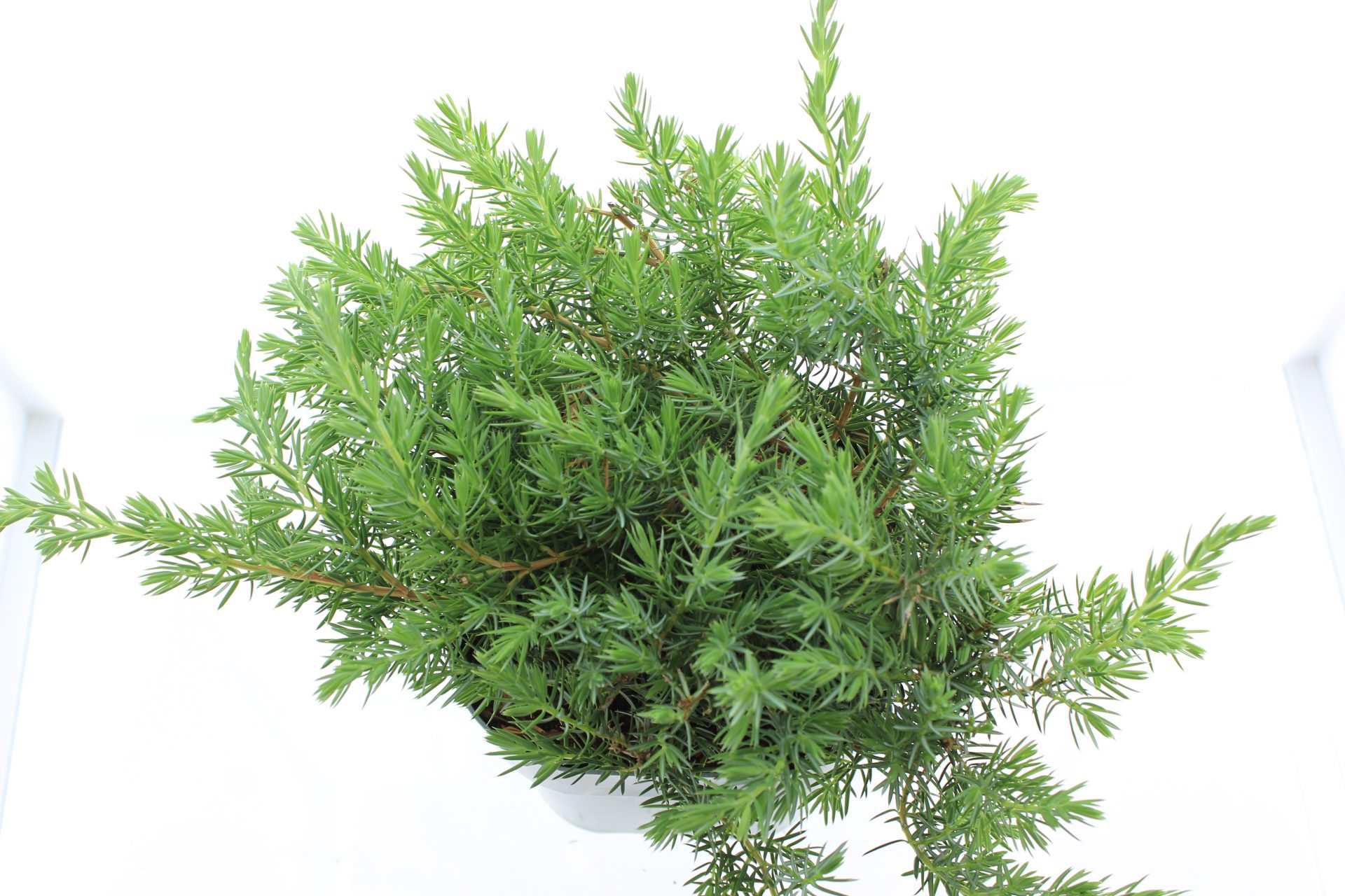 Juniperus conf. 'Schlager' – Bild 3