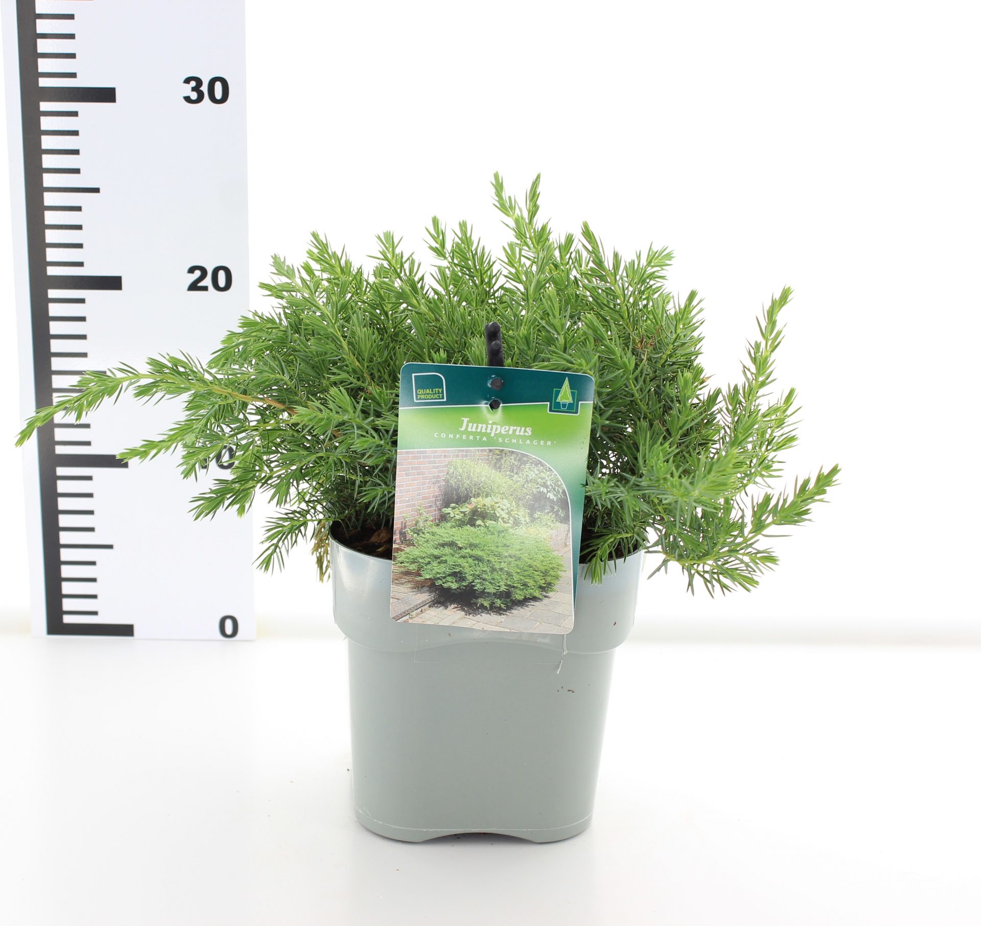 Juniperus conf. 'Schlager' – Bild 4