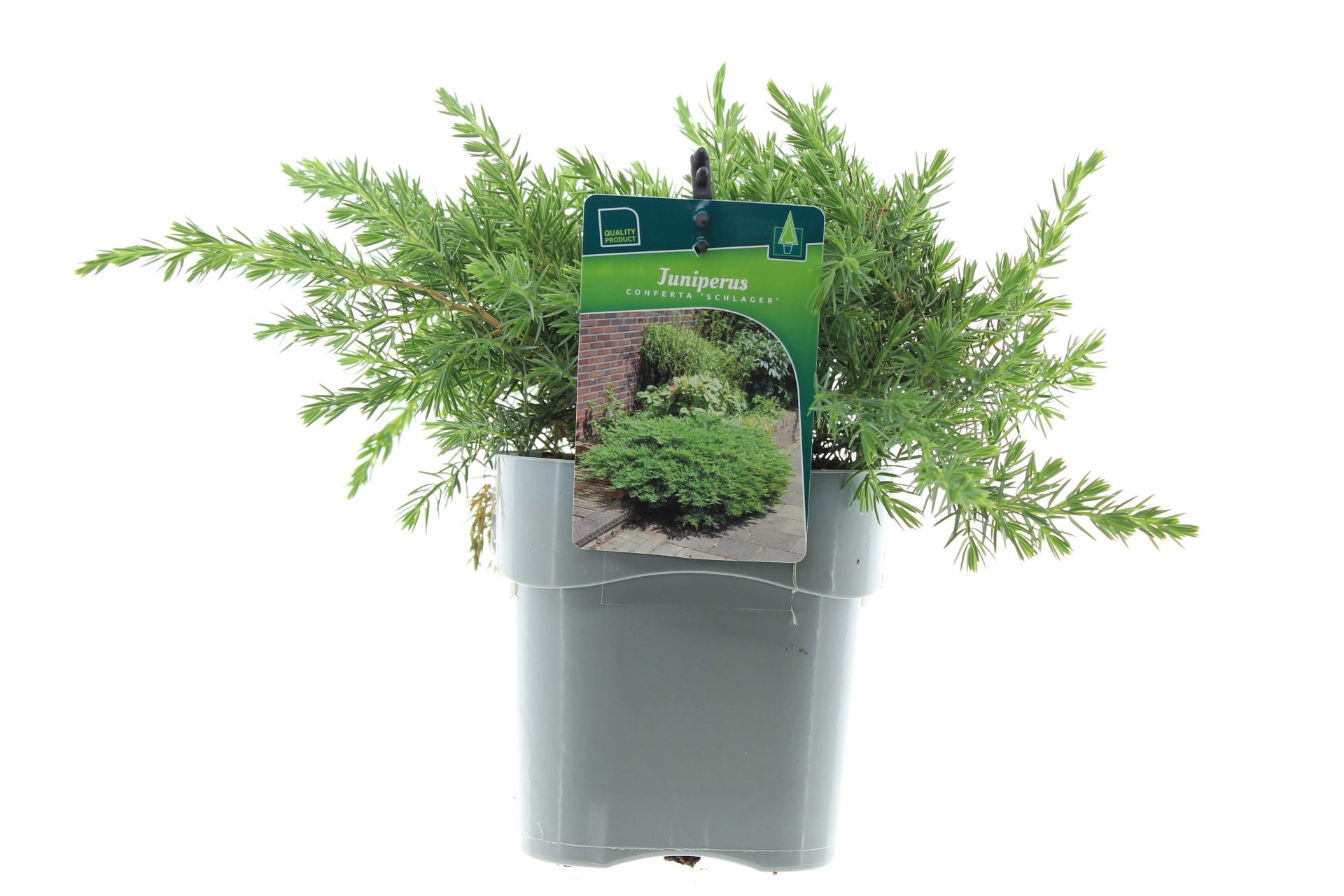Juniperus conf. 'Schlager'
