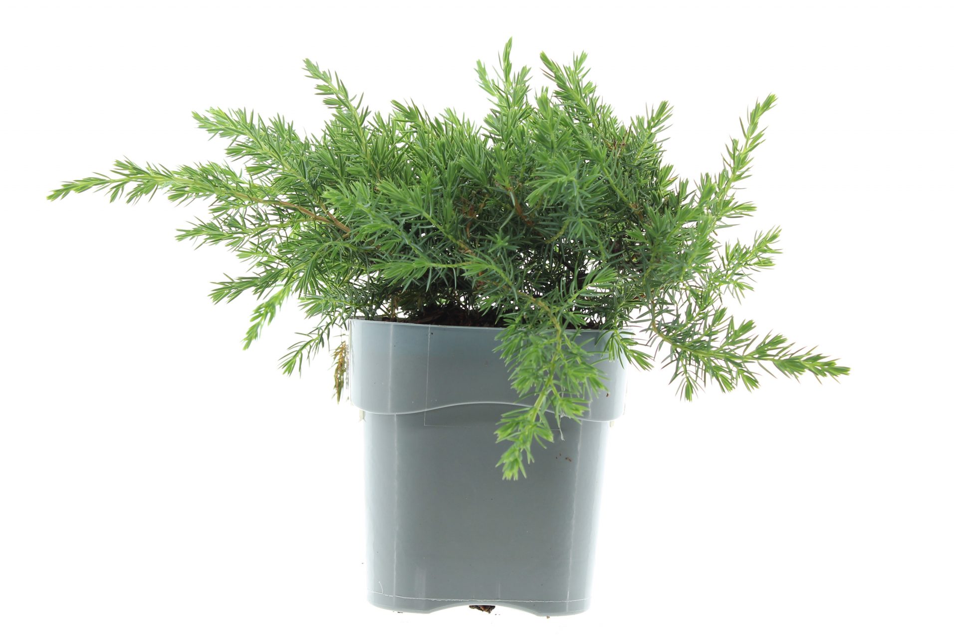 Juniperus conf. 'Schlager' – Bild 2