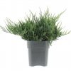 Juniperus hor. 'Blue Chip' - Image 2