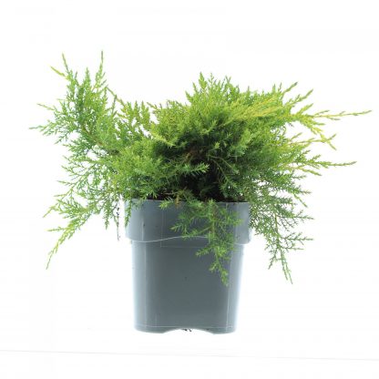 Juniperus pf. 'Gold Star' - Afbeelding 2