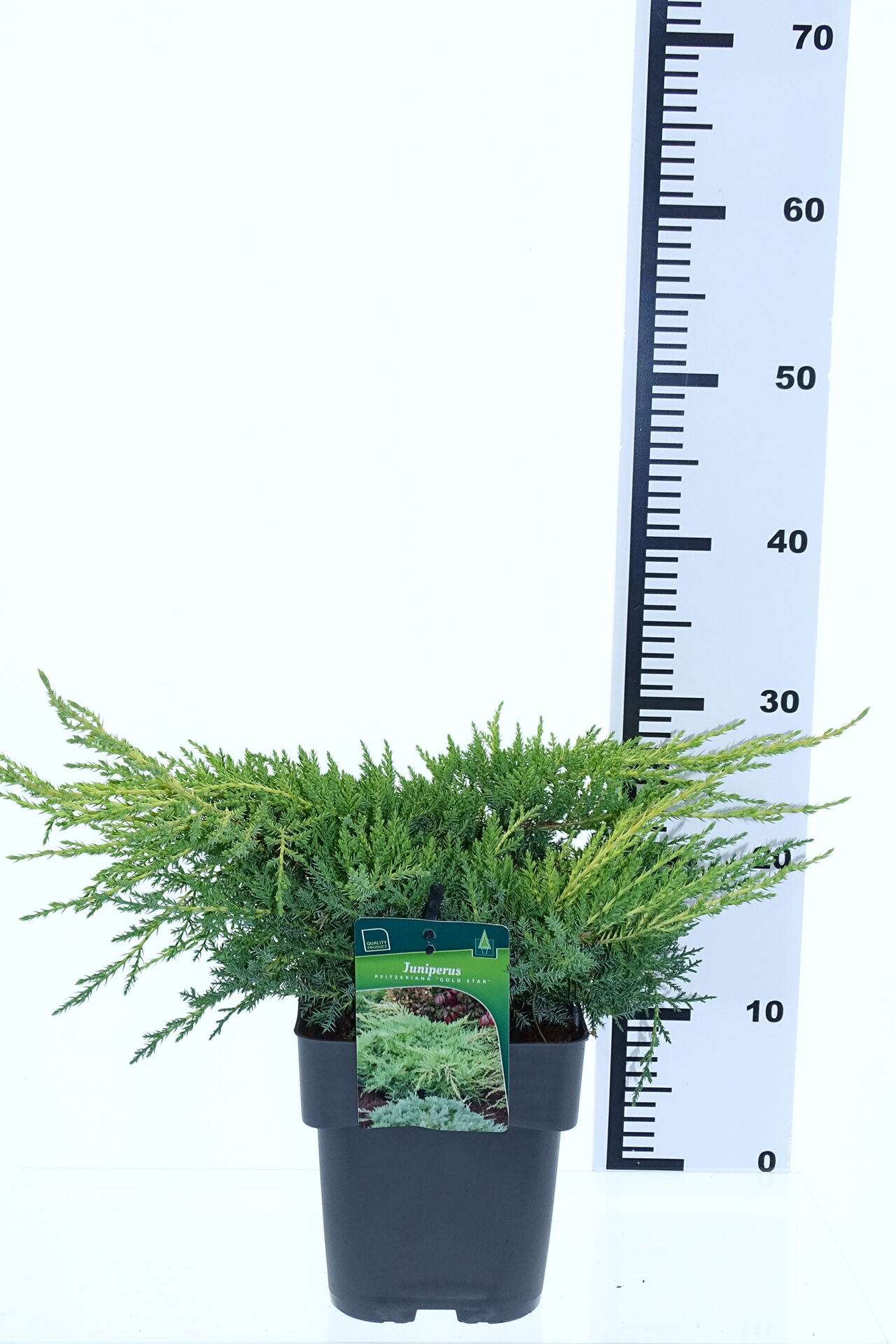 Juniperus pf. 'Gold Star' - Image 2