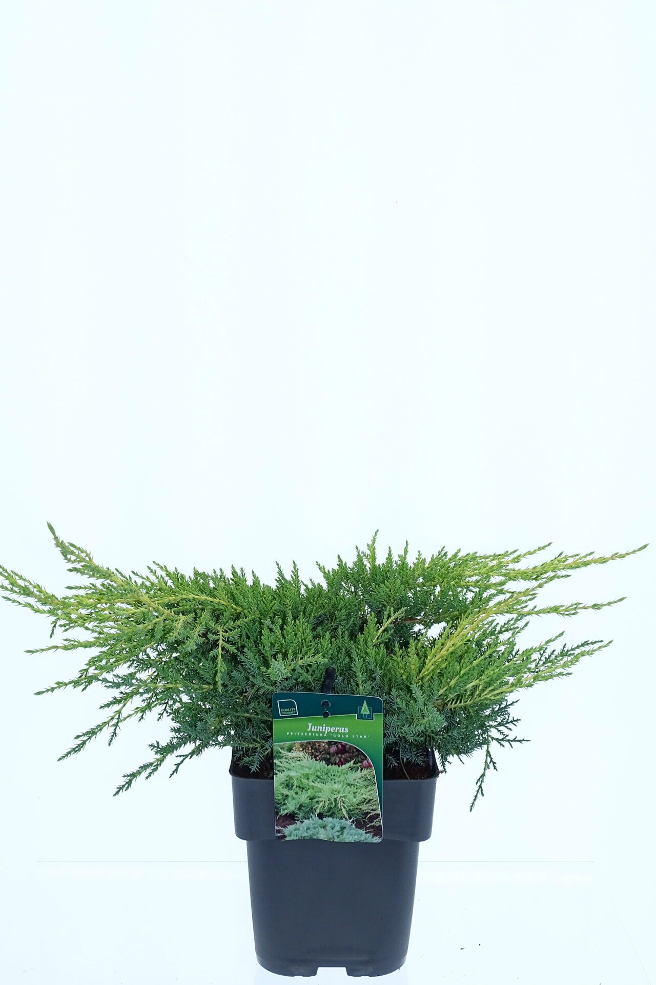 Juniperus pf. 'Gold Star'