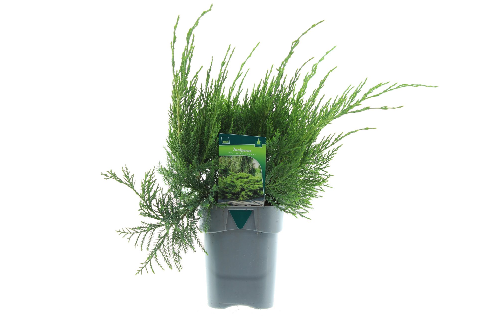 Juniperus pf. 'Mint Julep'
