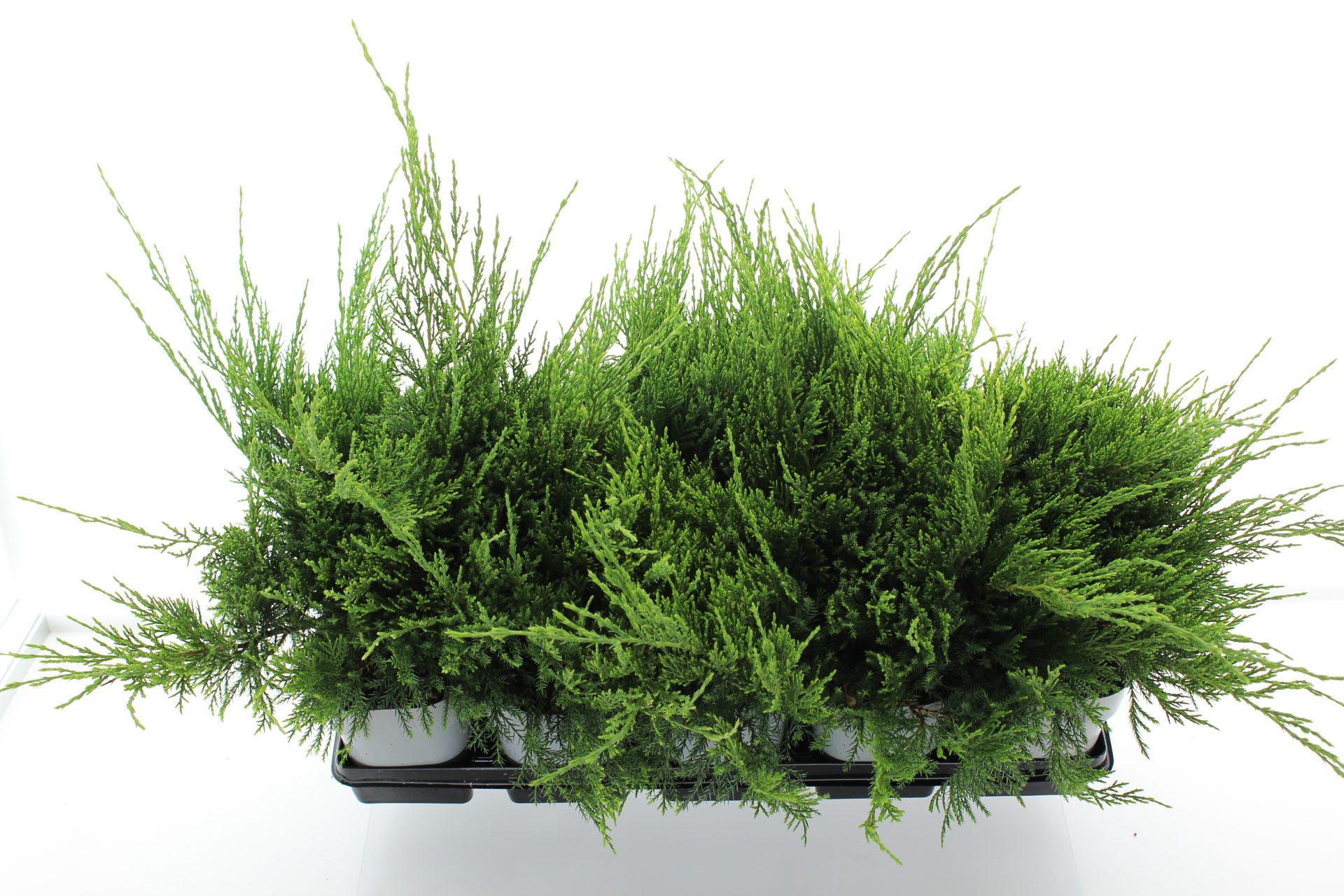 Juniperus pf. 'Mint Julep' - Afbeelding 3