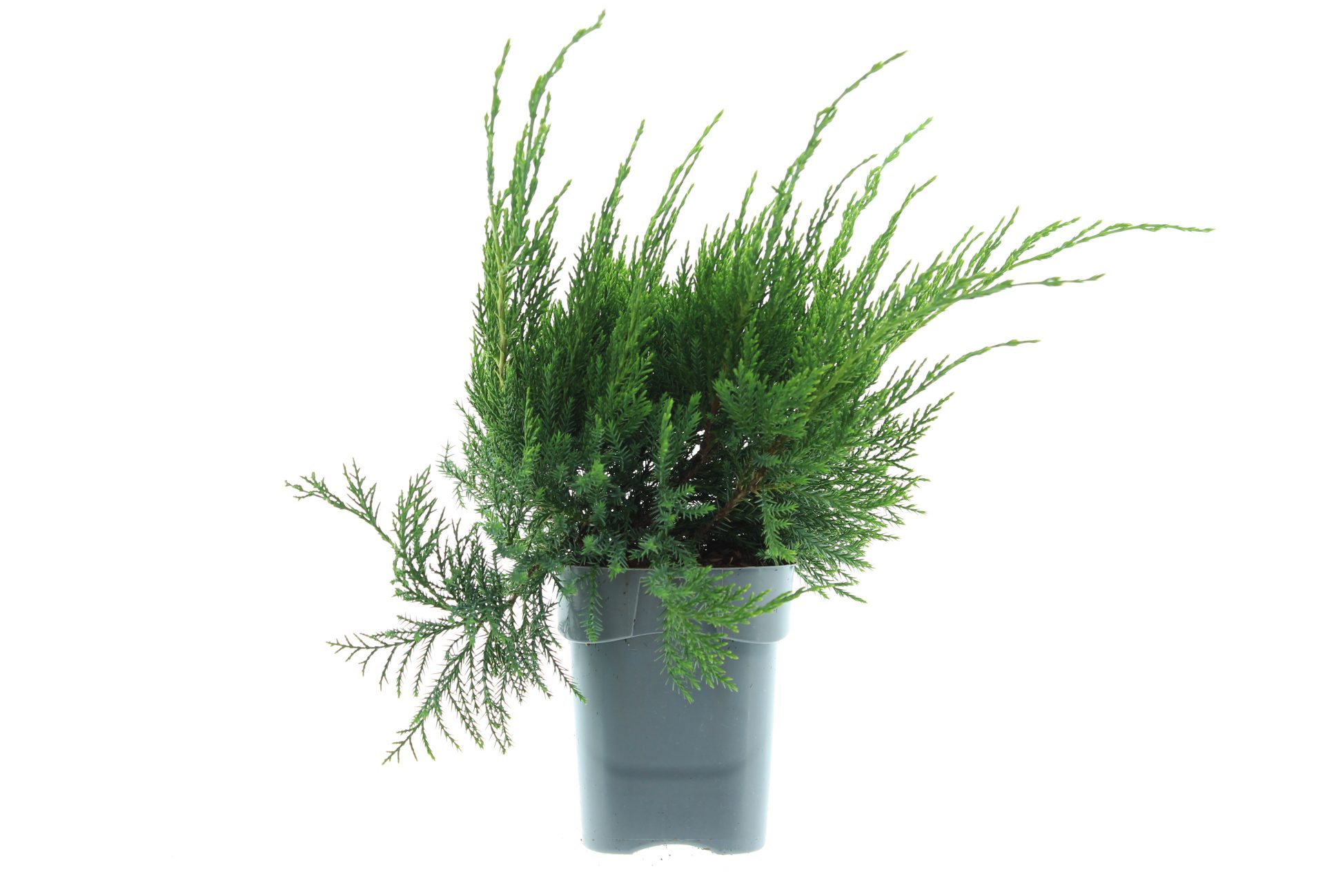 Juniperus pf. 'Mint Julep' - Afbeelding 2