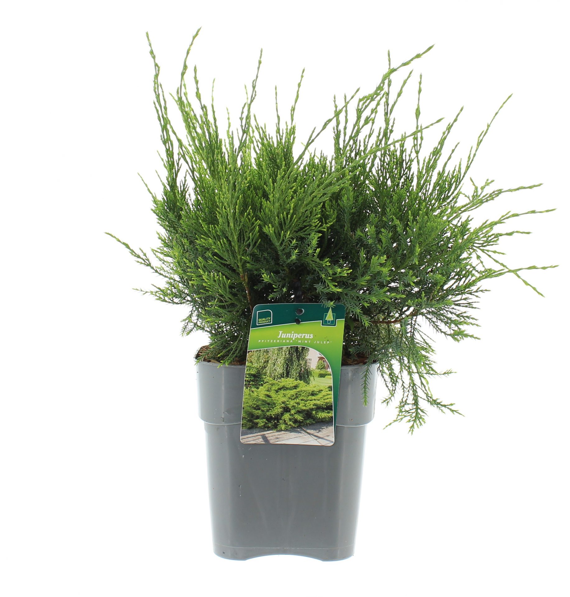 Juniperus pf. 'Mint Julep'