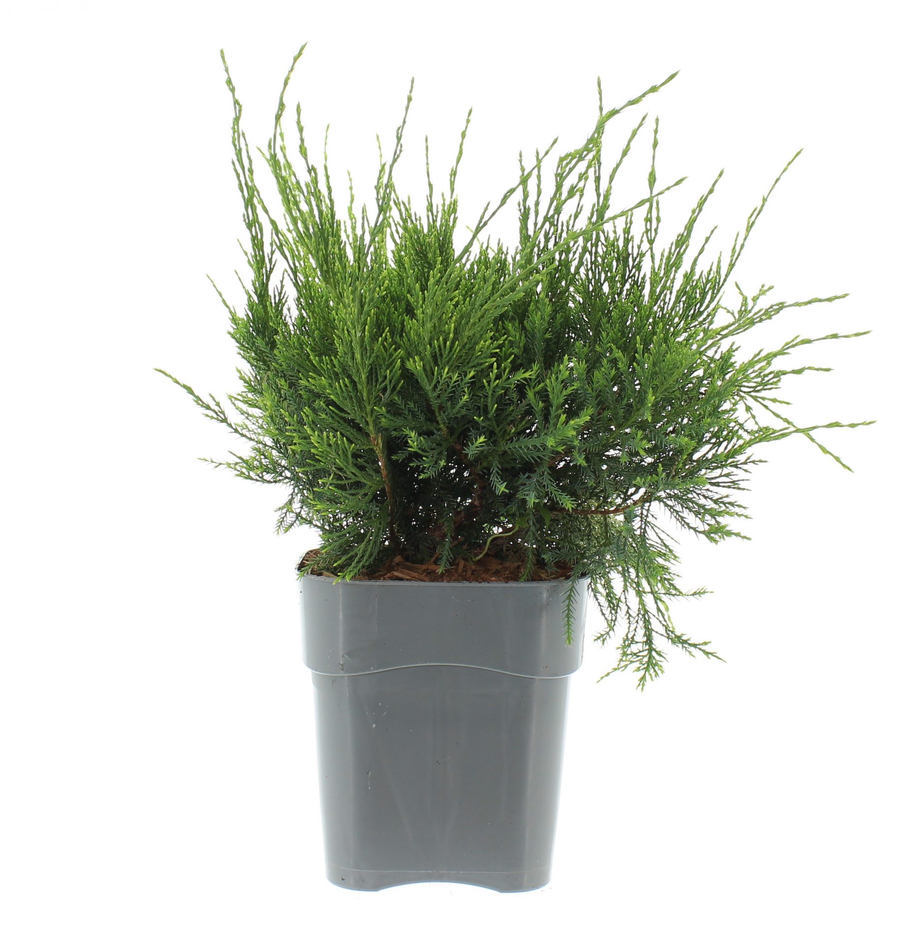 Juniperus pf. 'Mint Julep' - Afbeelding 2