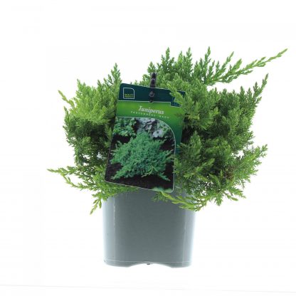 Juniperus proc. 'Nana'