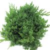 Juniperus proc. 'Nana' - Image 3