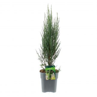 Juniperus-scop.-Blue-Arrow-C3-met-etiket.jpg