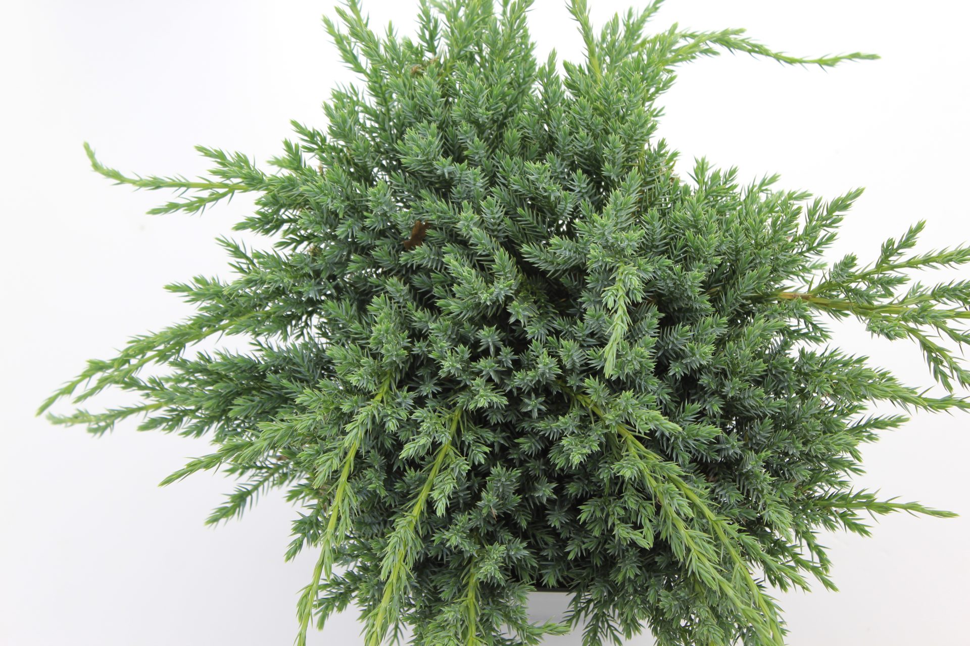 Juniperus sq. 'Blue Carpet' - Image 3