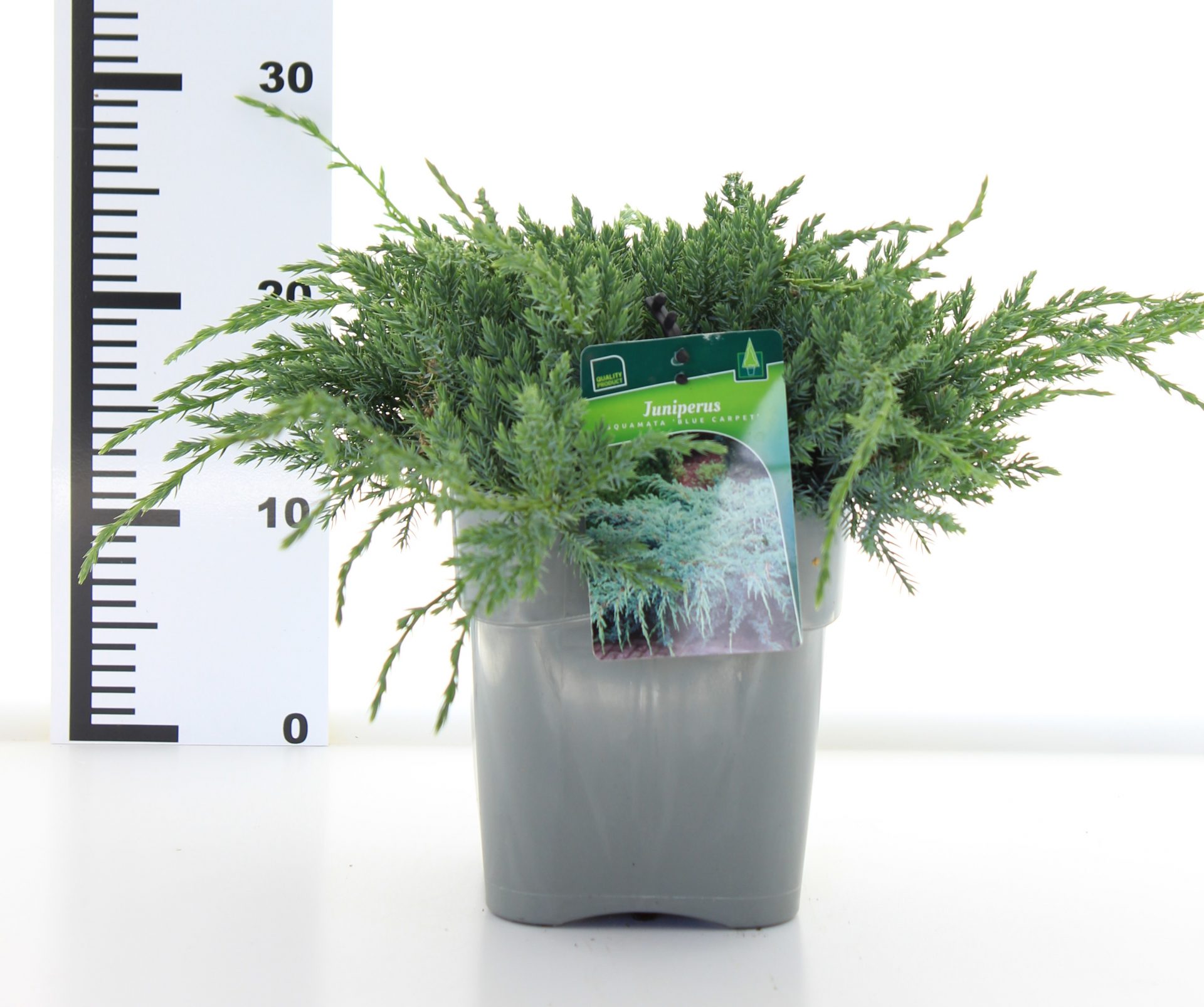 Juniperus sq. 'Blue Carpet' - Image 4