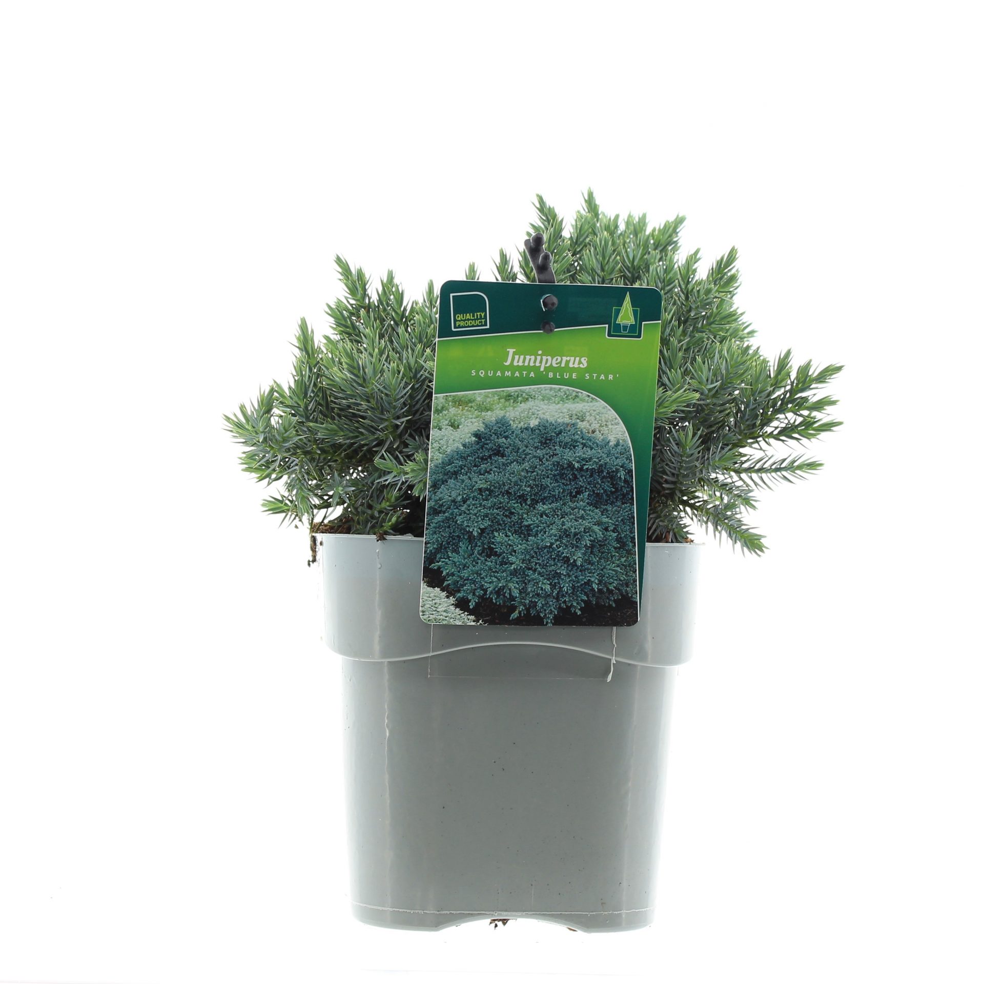 Juniperus sq. 'Blue Star'
