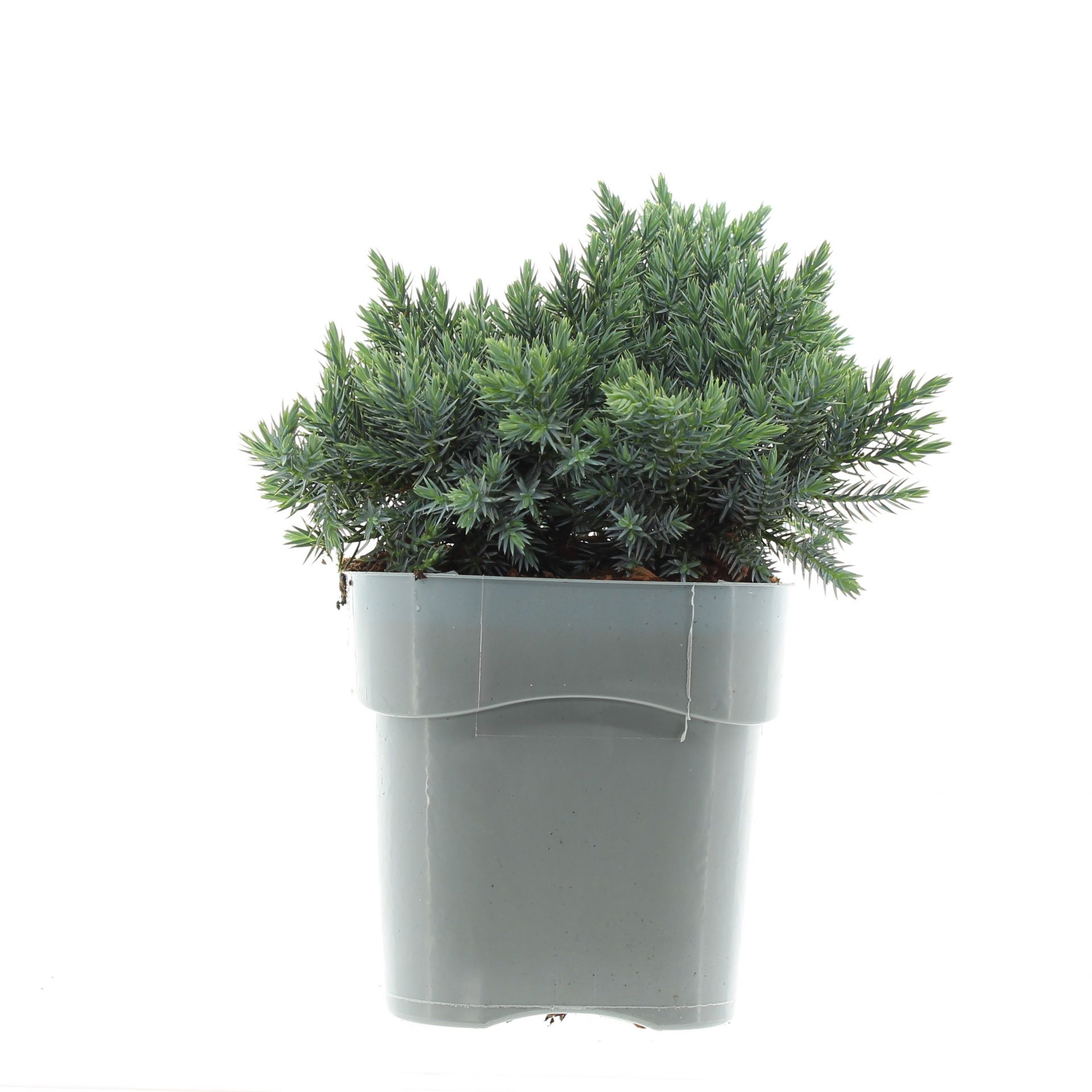 Juniperus sq. 'Blue Star' - Afbeelding 2