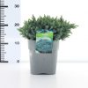 Juniperus sq. 'Blue Star' - Afbeelding 3