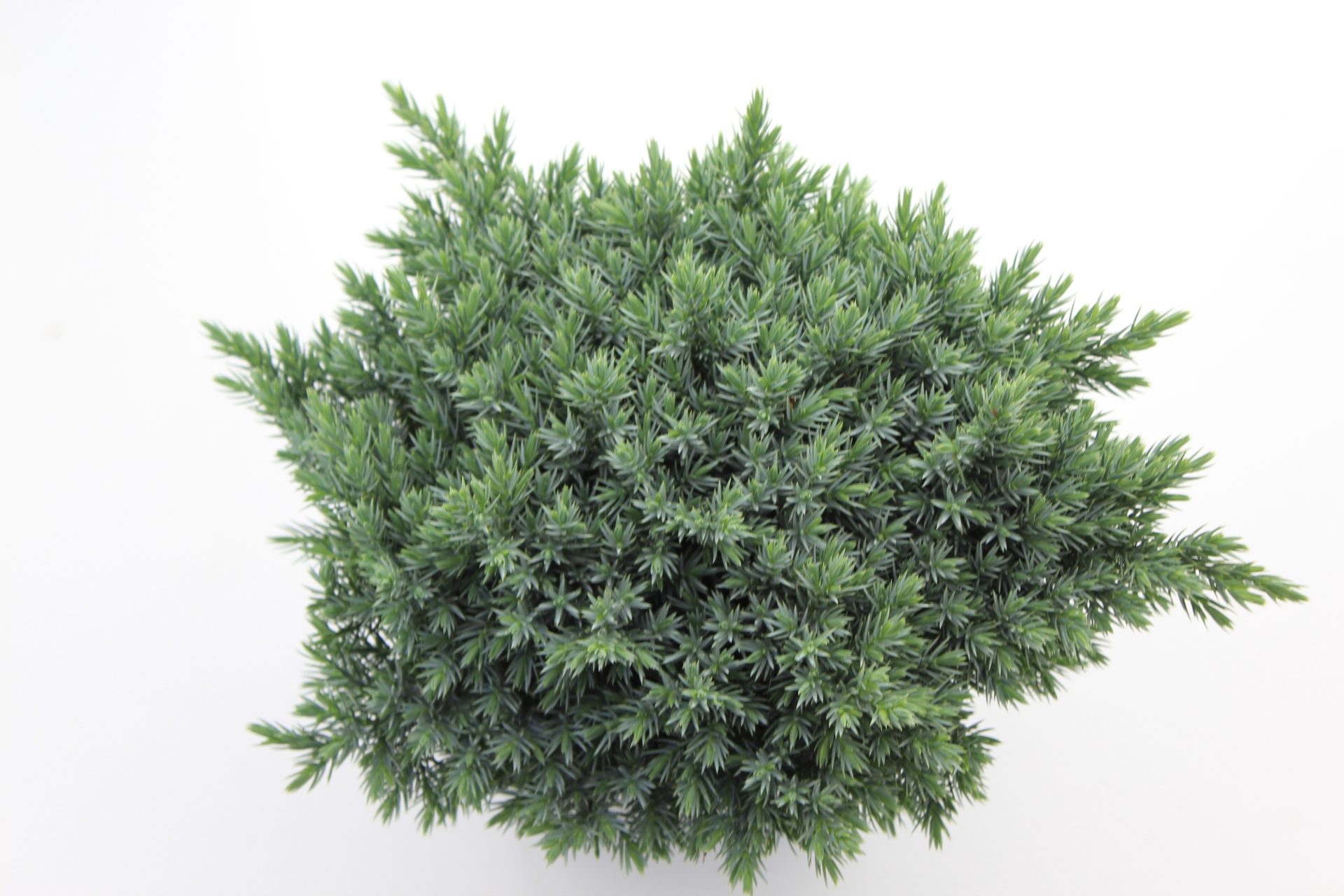 Juniperus sq. 'Blue Star' - Afbeelding 3