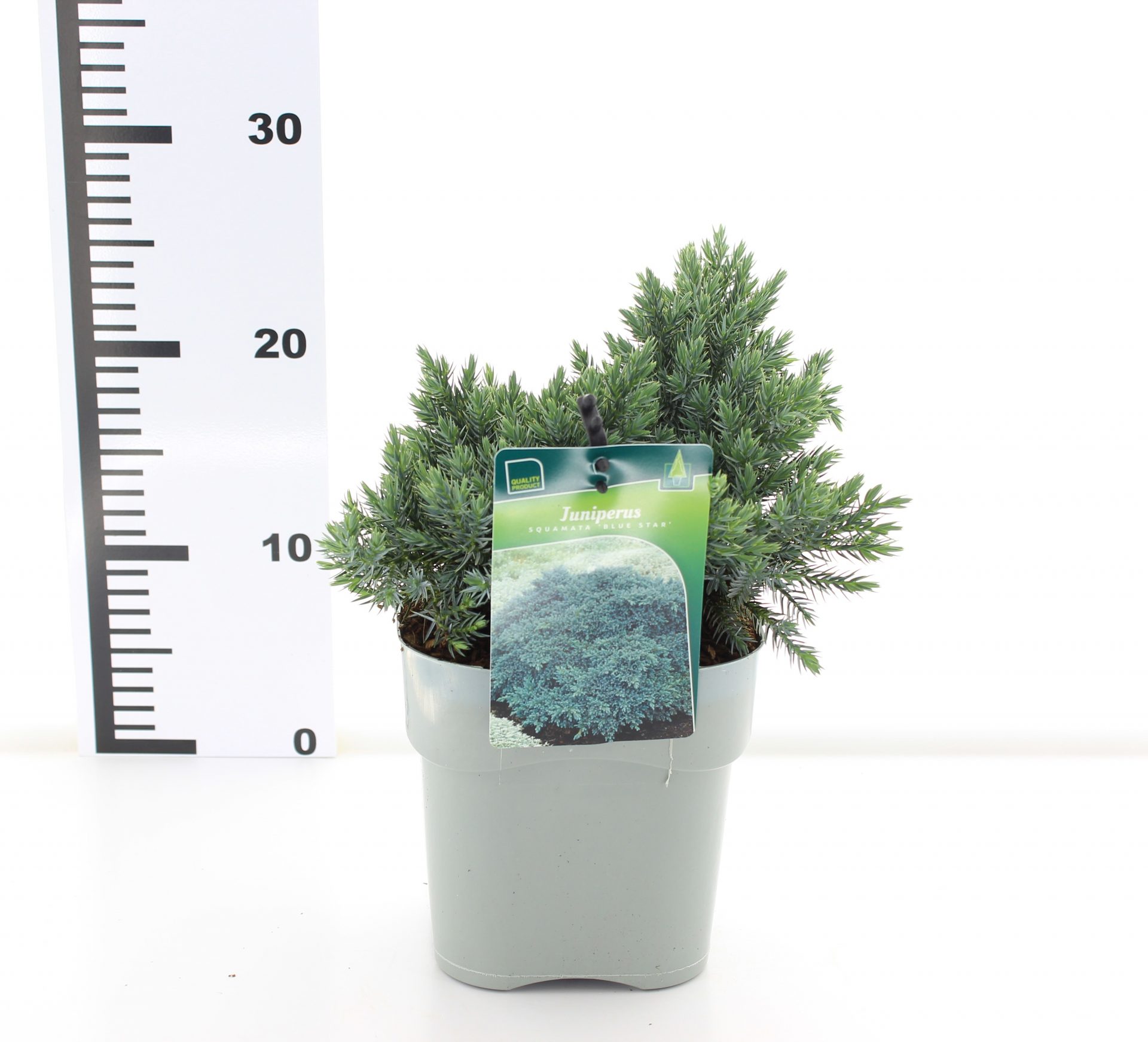 Juniperus sq. 'Blue Star' - Afbeelding 4