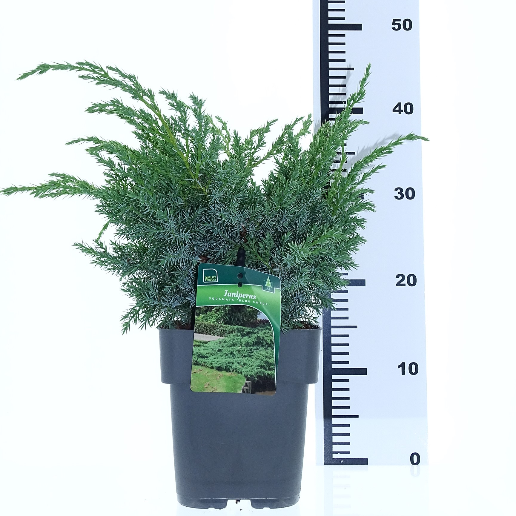 Juniperus sq. 'Blue Swede' – Bild 2