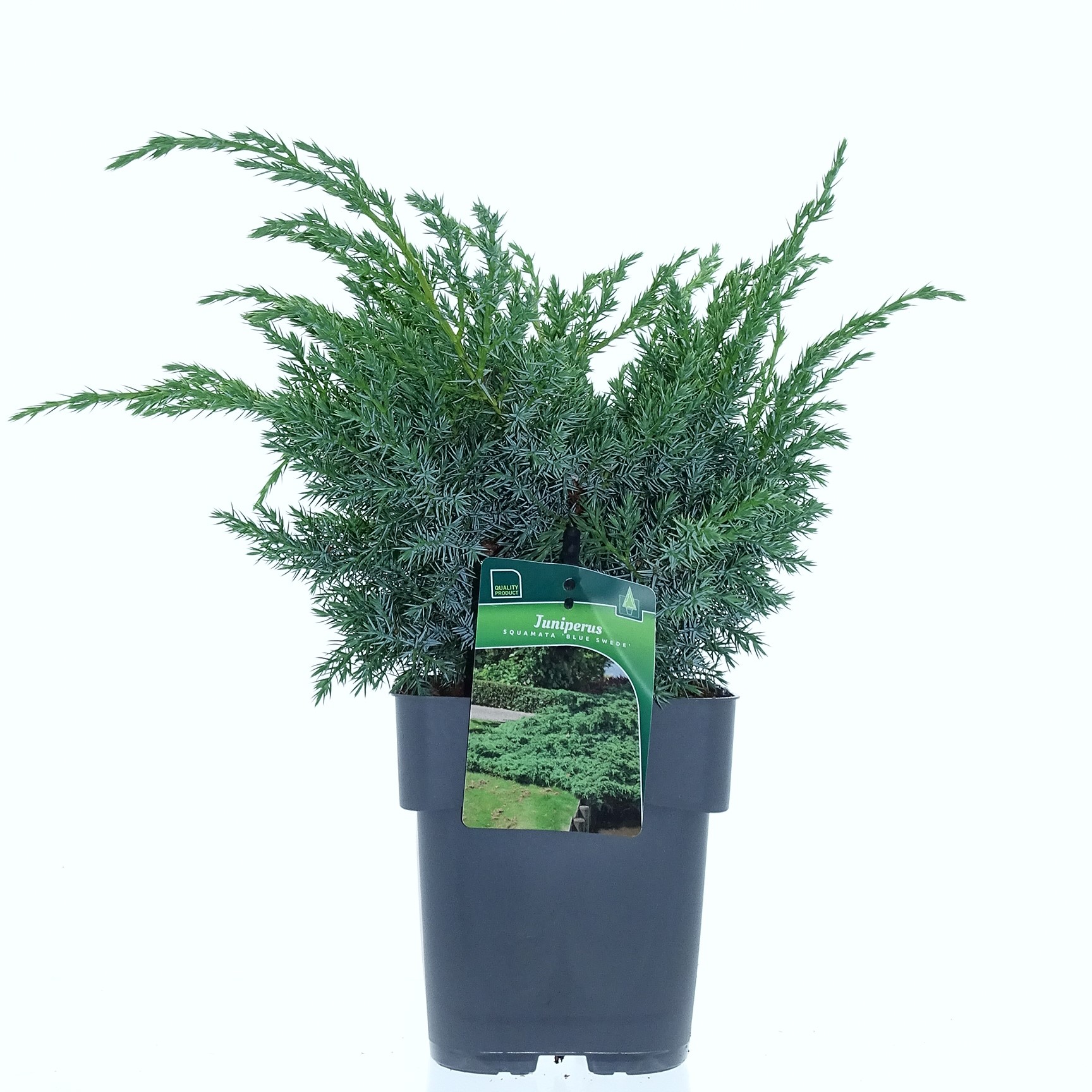 Juniperus sq. 'Blue Swede'