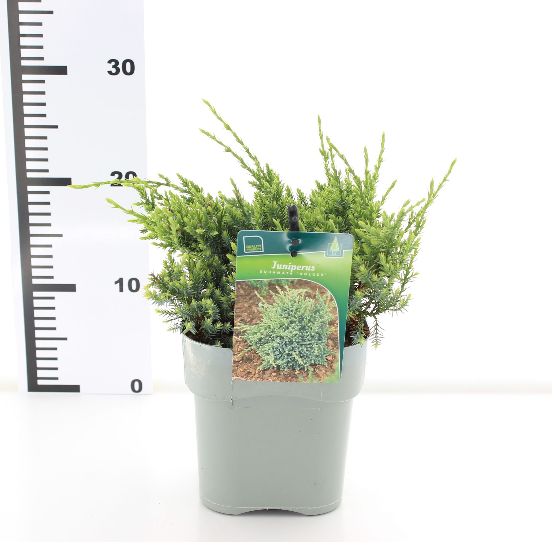 Juniperus sq. 'Holger' - Afbeelding 3