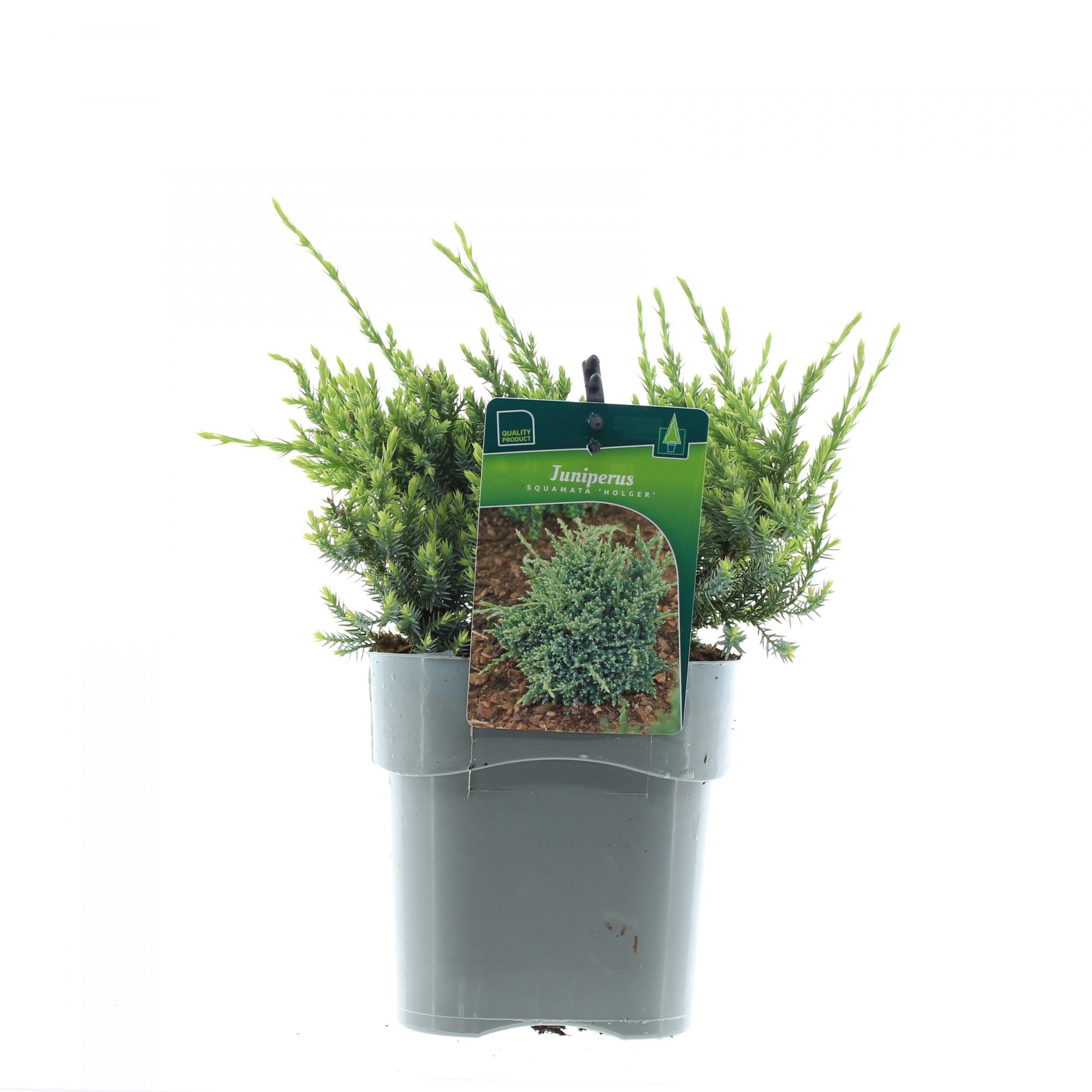 Juniperus sq. 'Holger'