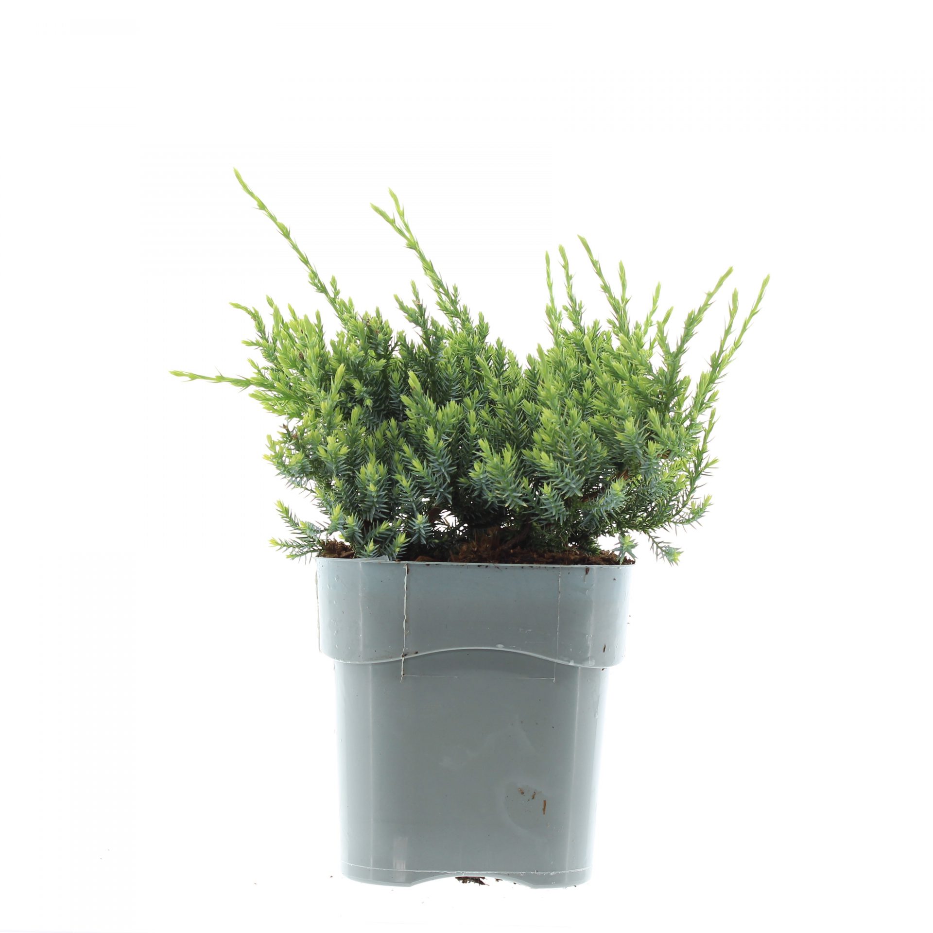 Juniperus sq. 'Holger' - Afbeelding 2