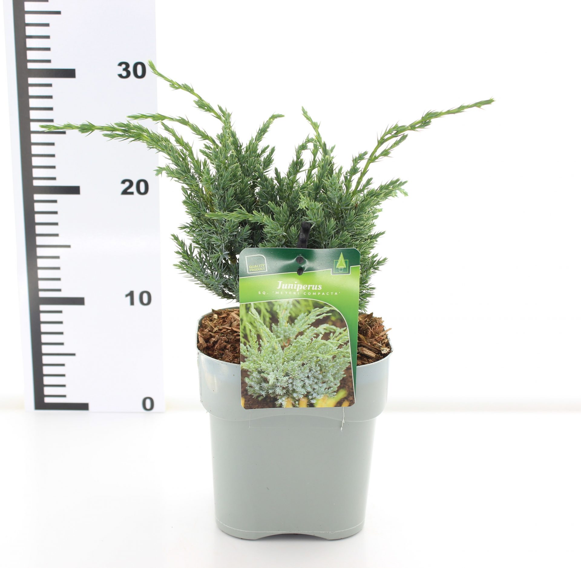 Juniperus sq. 'Meyeri Compacta' – Bild 3