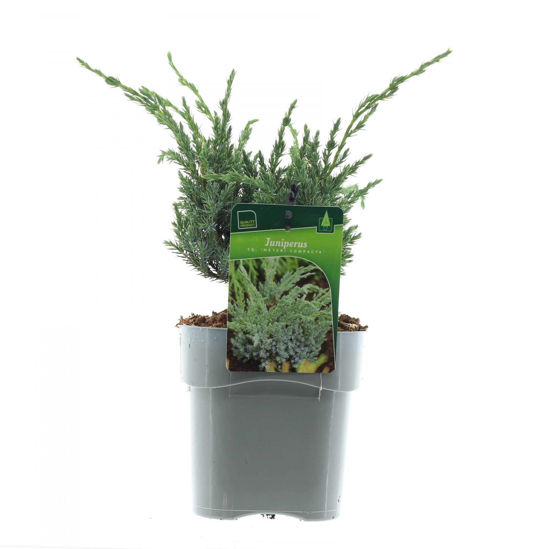 Juniperus sq. 'Meyeri Compacta'