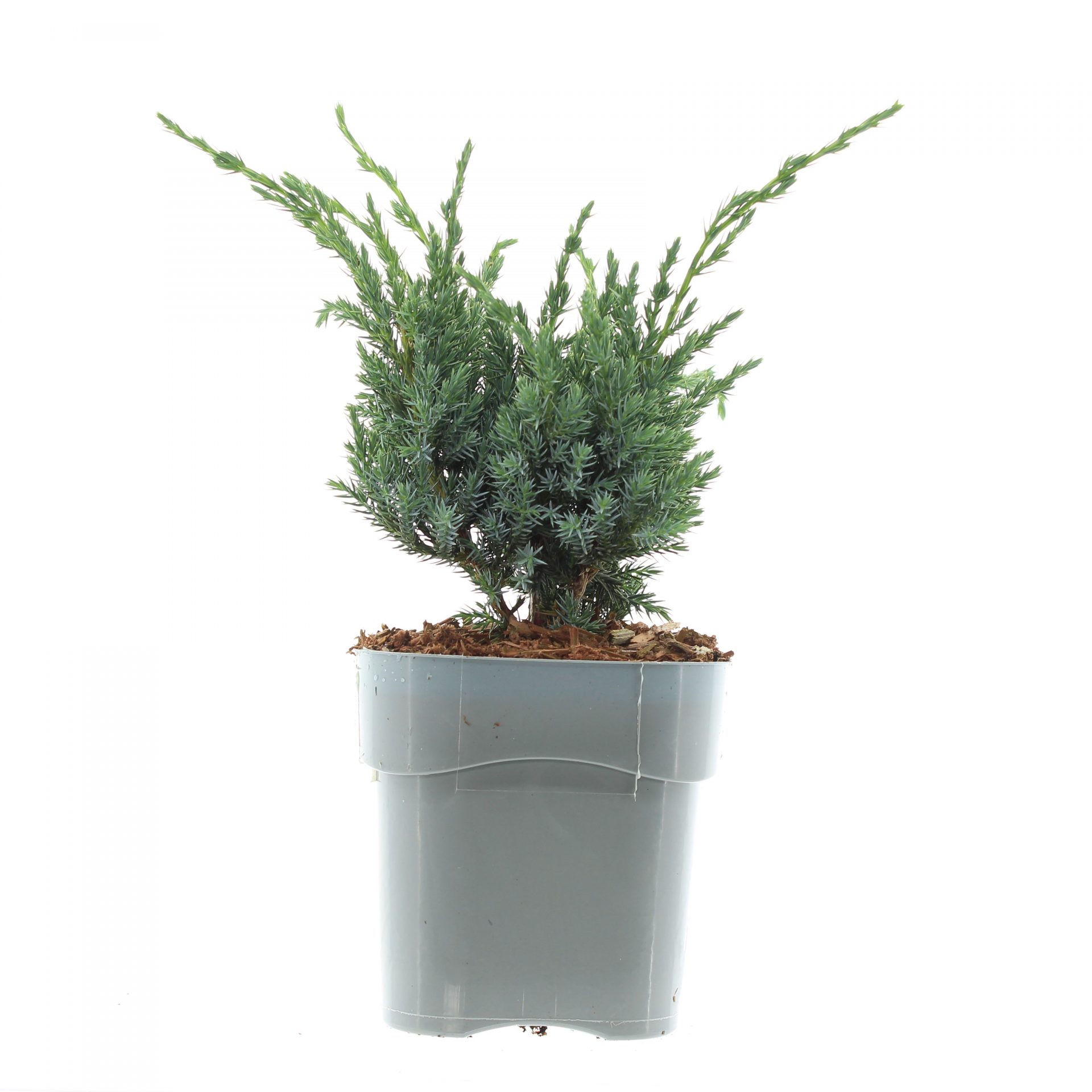 Juniperus sq. 'Meyeri Compacta' – Bild 2