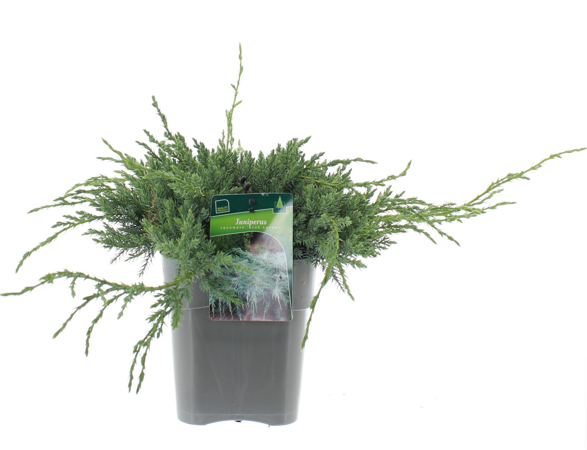 Juniperus sq. 'Blue Carpet'