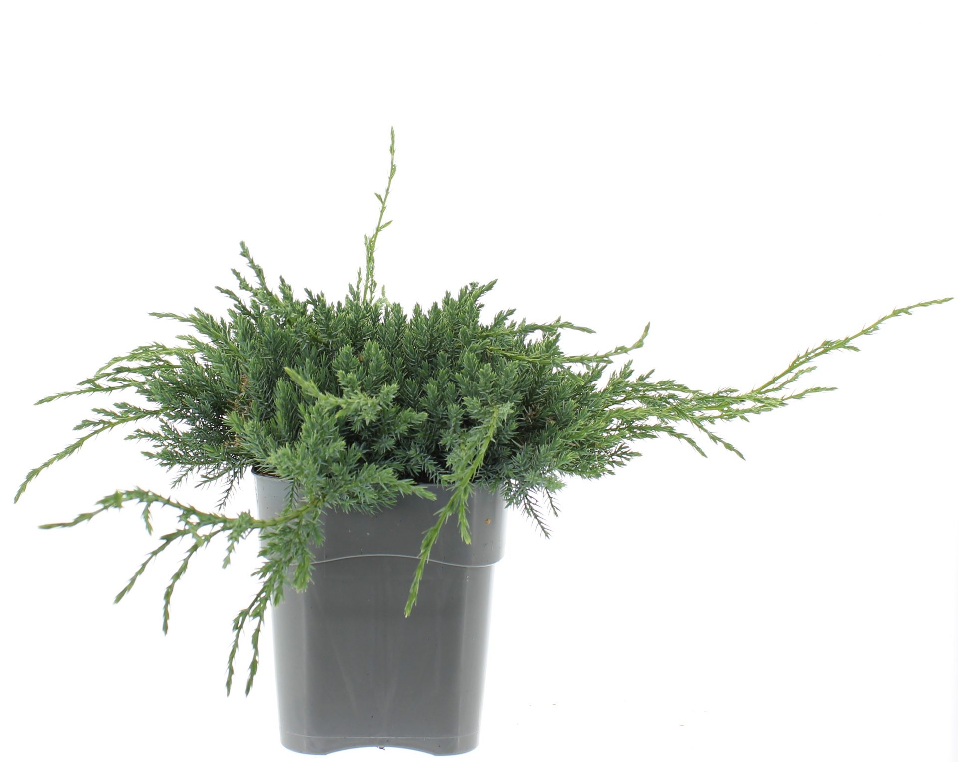 Juniperus sq. 'Blue Carpet' - Image 2