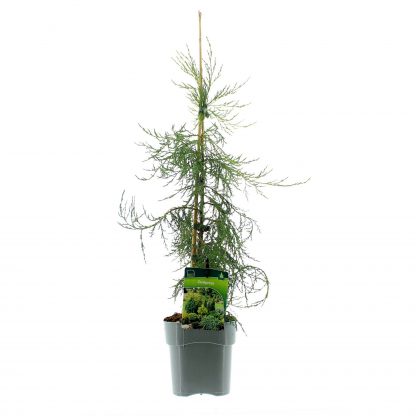 Juniperus-virg.-Pendela-C2-met-etiket
