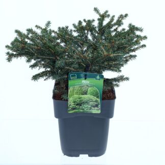 Picea abies 'Nidiformis'
