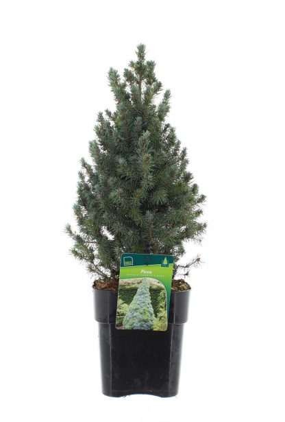 Picea glauca 'Sander's Blue'