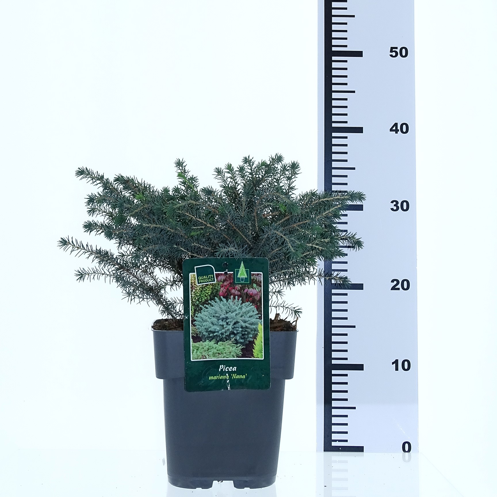 Picea mariana 'Nana' - Afbeelding 2