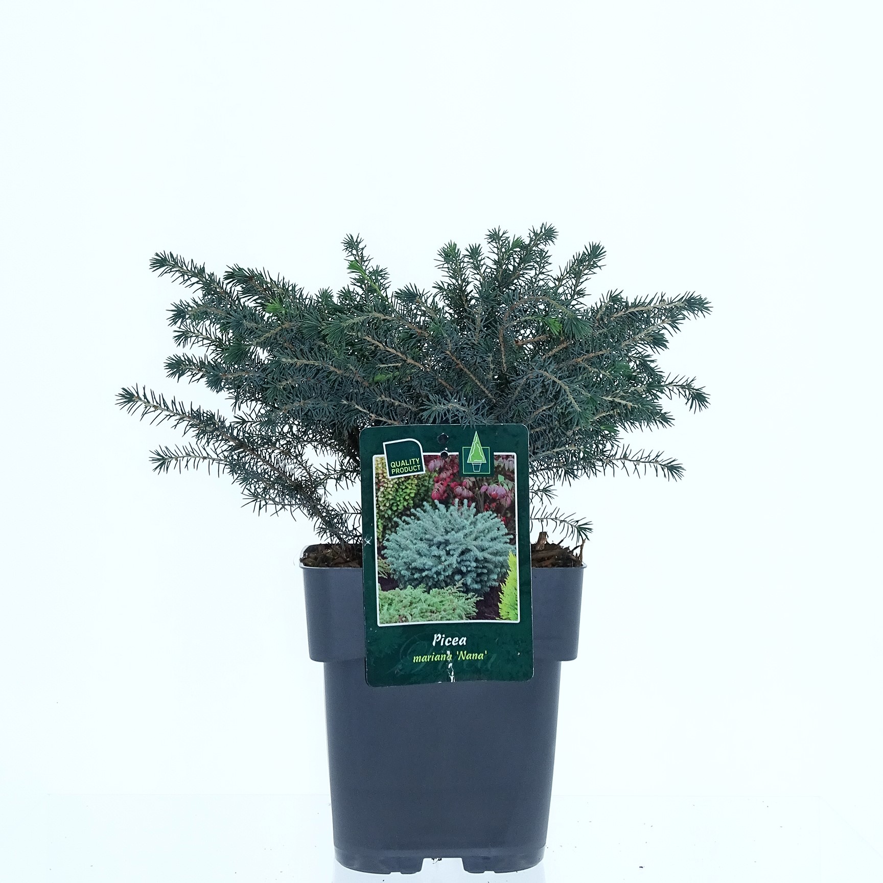 Picea mariana 'Nana'